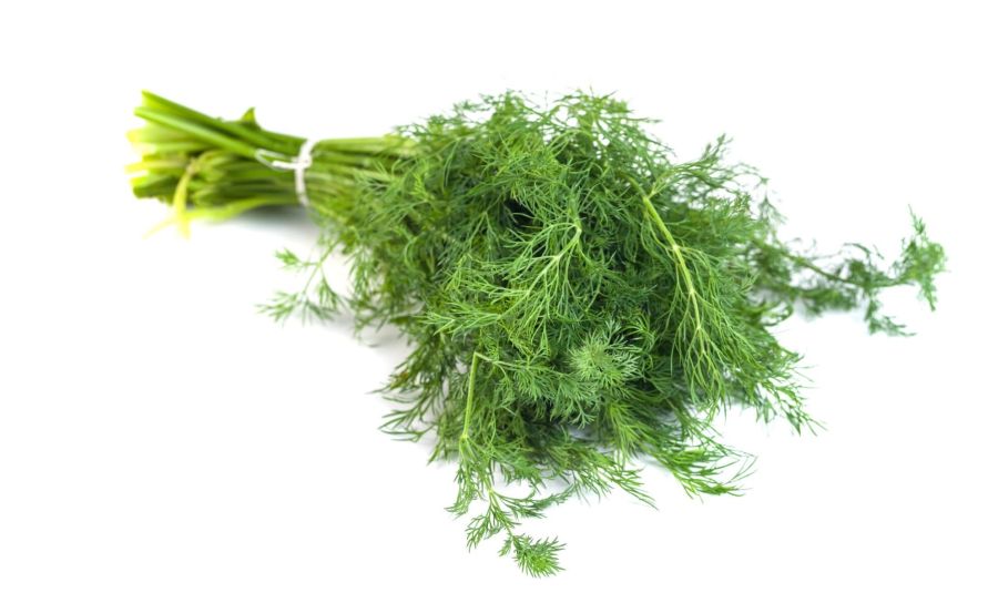 Fresh Dill HERBS
