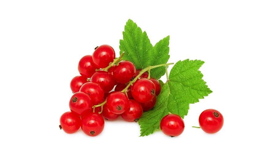 Fresh Red Currents 