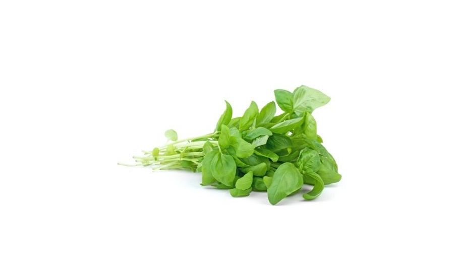 Basil