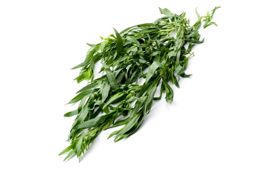 Fresh Tarragon Herbs