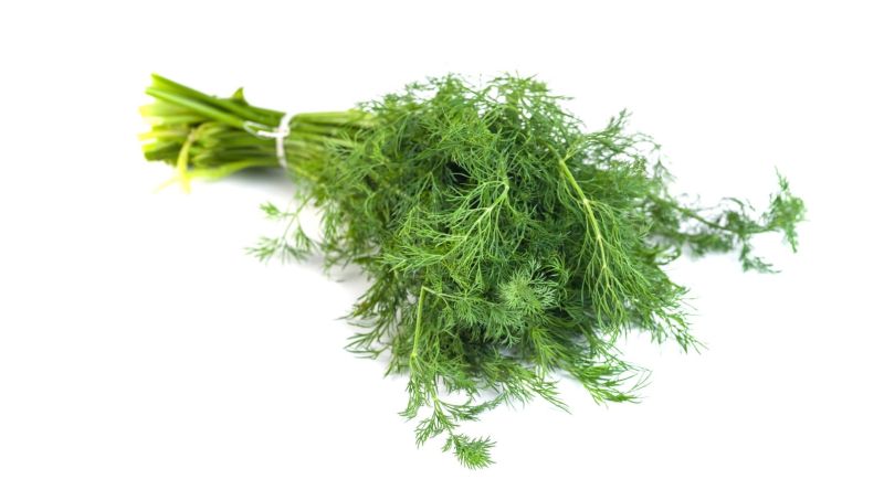 Fresh Dill HERBS