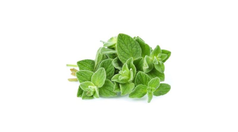 Fresh Oregano - 100g