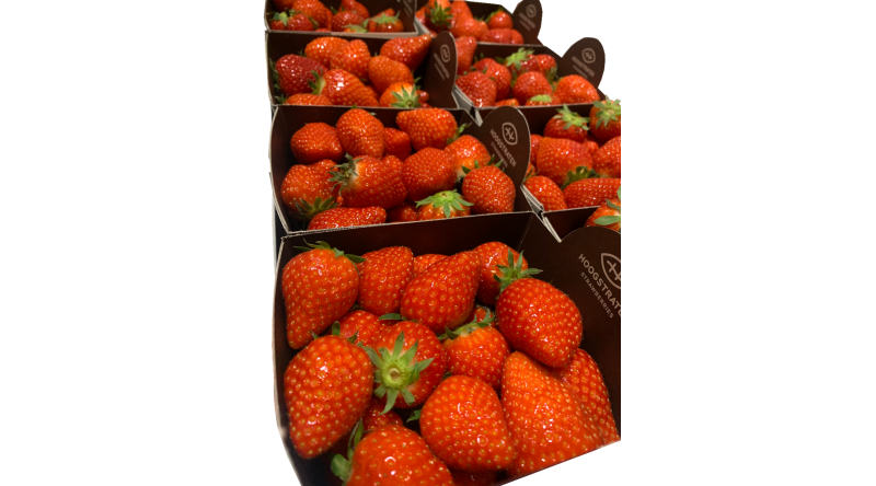Fresh English Strawberry fruits
