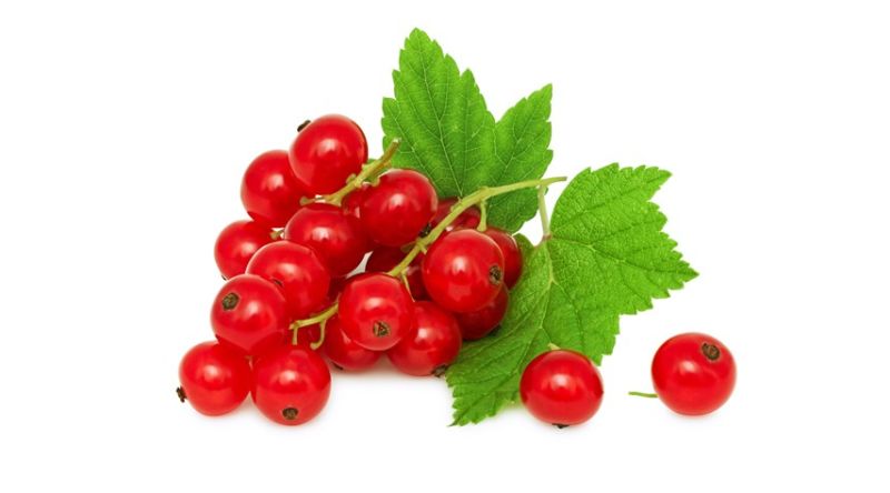 Fresh Red Currents 