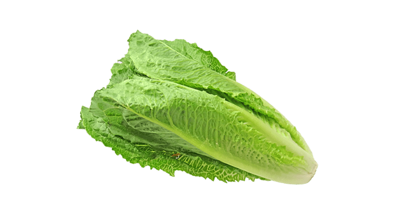 Fresh Romaine lettuce 