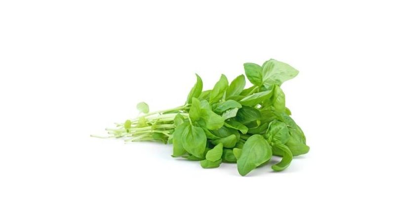 Basil