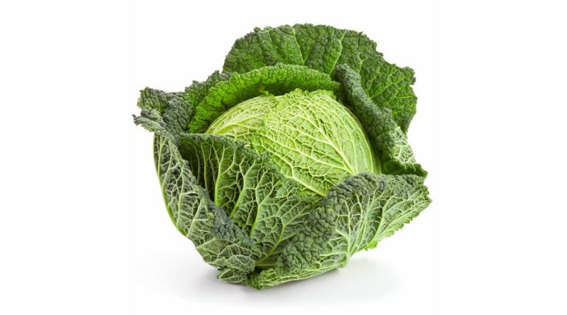 Savoy Cabbage VEGETABLES